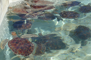 Turtle farm